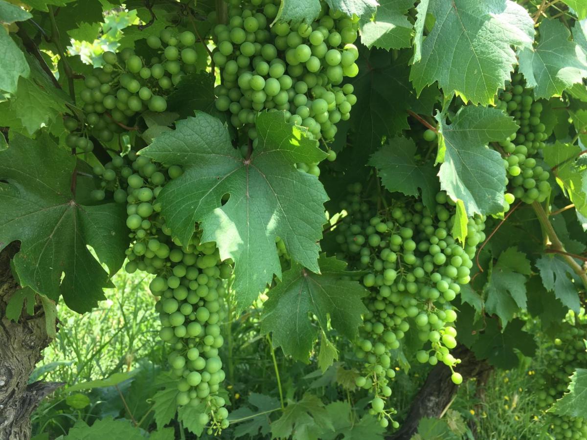 Farm stay Cascina Bertolotto Wine